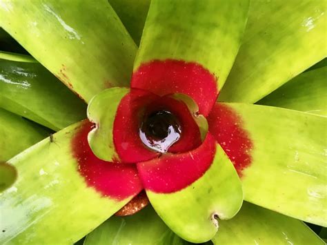 Costa Rica's fantastic flora in Photos : The Tico Times | Costa Rica
