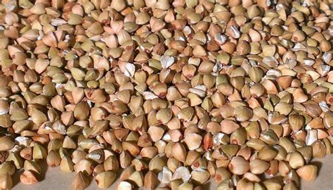 Alforfón, Origen, Descripción, Cultivo, Cuidados, Propiedades