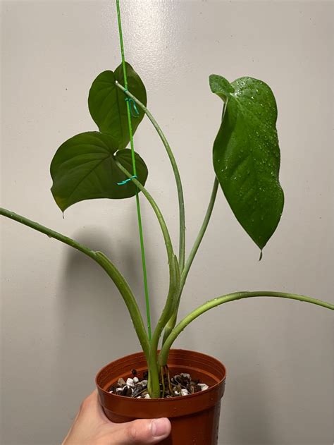 Syngonium Chiapense, Furniture & Home Living, Gardening, Plants & Seeds ...