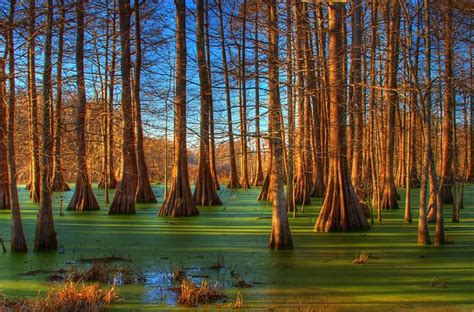 Amanecer en el pantano - Las Mejores Fotografías del Mundo