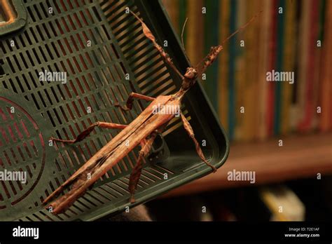 Australian giant prickly stick insect hi-res stock photography and ...
