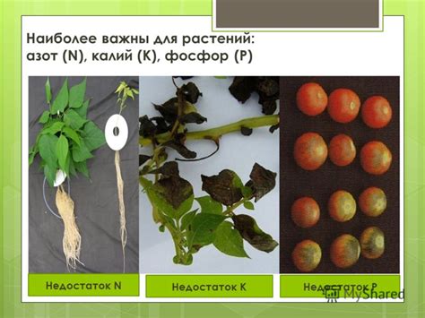 Презентация на тему: "Минеральное питание растений Д/З: §33. Наиболее ...