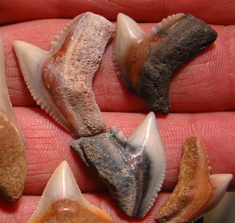 Close up photos of my most detailed shark's teeth | Rock Tumbling Hobby