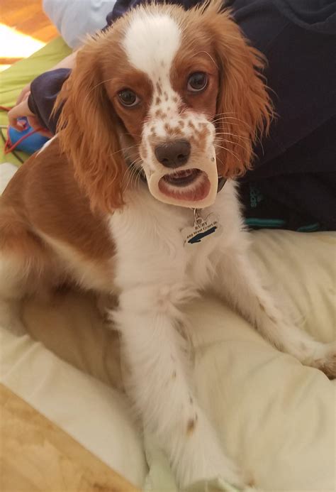 Ruby with a bone in her mouth makes it look like she heard some jaw
