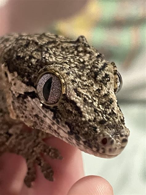 is this metabolic bone disease? : r/geckos
