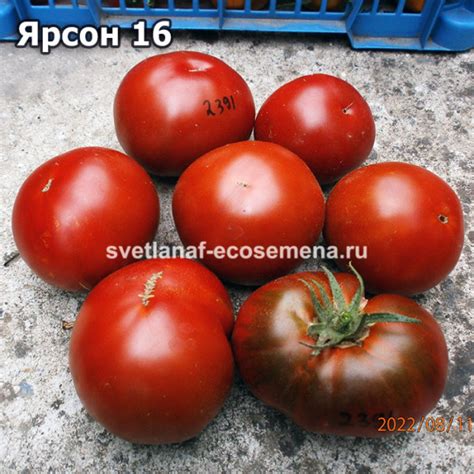 Jarson 16-1 (Ярсон 16-1)