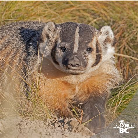 badgers wildsafebc