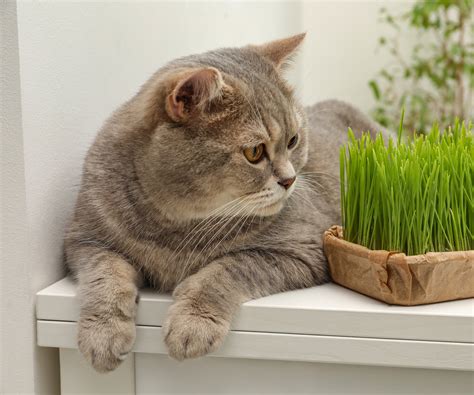 Discover how to grow cat grass with our expert guide | Homes & Gardens