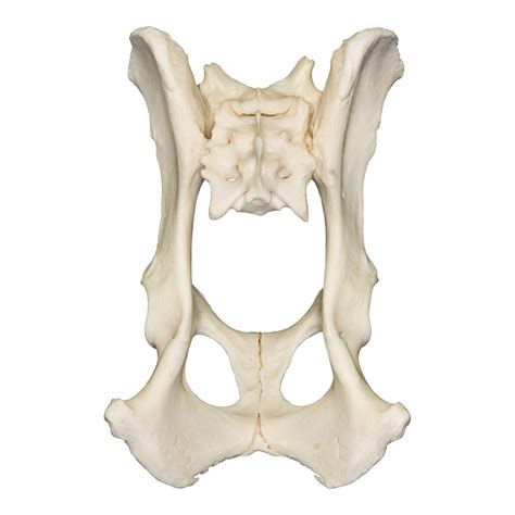😊 Pelvis. The Pelvic Girdle. 2019-02-19