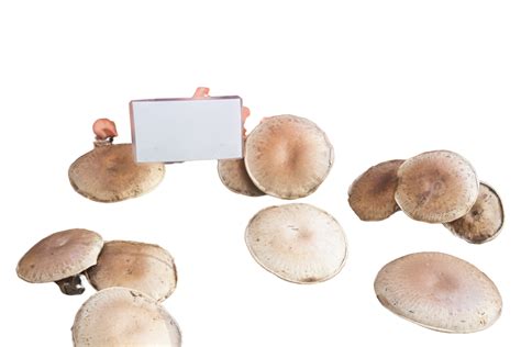 gambar tampilan sayuran segar png vektor psd  clipart