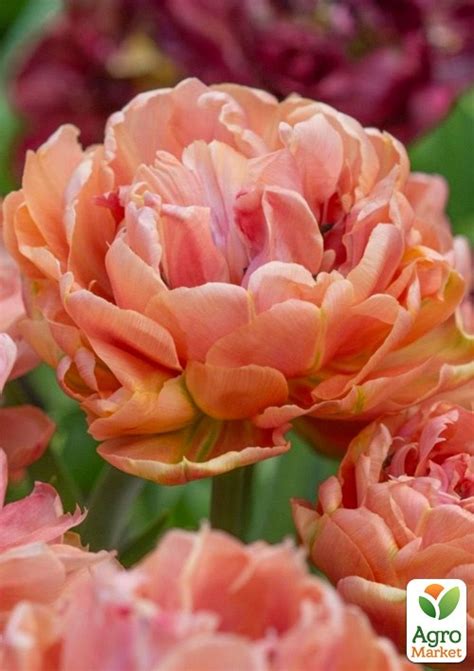 Тюльпан "Copper Image" купить почтой в Одессе, Киеве, Украине | Agro-Market