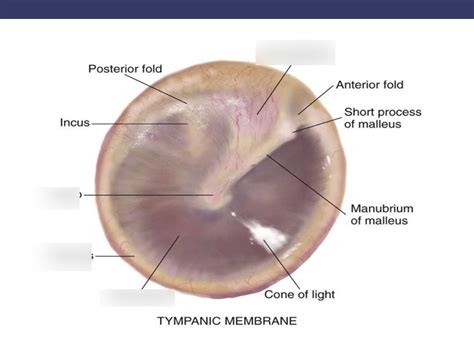 How Does The Tympanic Membrane Work - vrogue.co