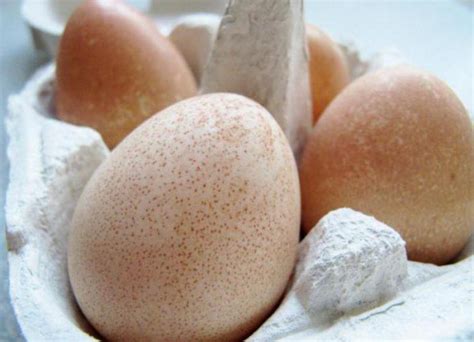 Яйца цесарок. Фото, чем отличаются от куриных, польза, вред