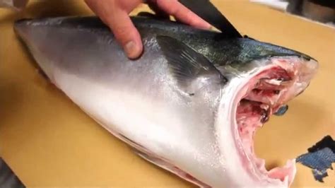 How To Fillet a Whole Hamachi - How To Make Sushi Series - YouTube