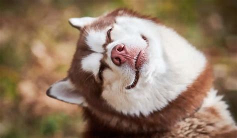 Siberian Husky Wolf | My Pets Guide