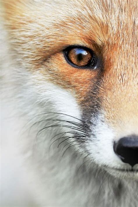 Няшка красивые картинки,лиса Лисы, лисички, fox, foxes, рыжие, хитрые ...