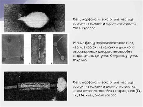 БАКТЕРИОФАГИ ВИРУСЫ БАКТЕРИЙ БАКТЕРИОФАГИ ИЛИ ФАГИ Фаги
