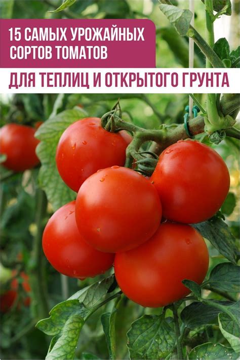 15 самых урожайных сортов и гибридов томатов для теплиц и открытого грунта