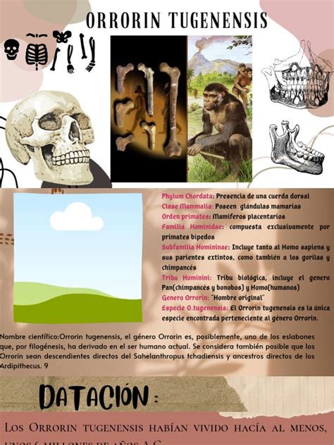 orrorin tugenensis | PDF