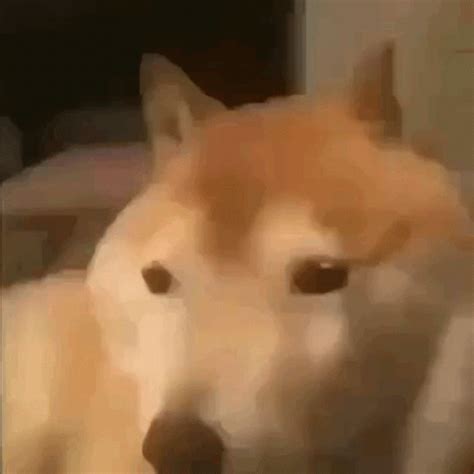 Bonk Meme GIF - Bonk Meme Dog - Discover & Share GIFs