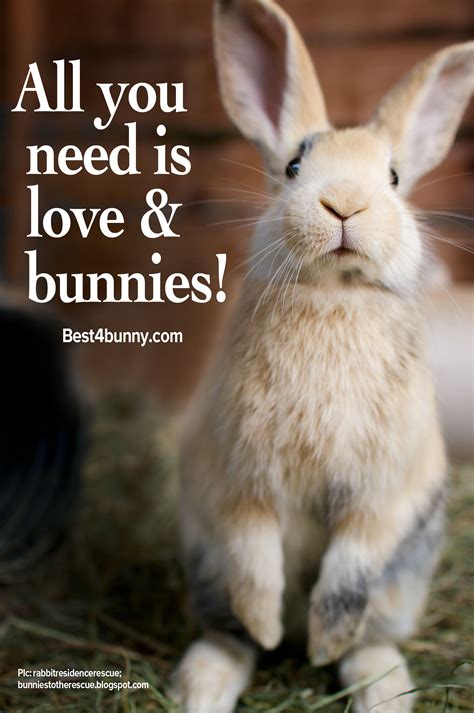 Can Rabbit Feel Love at Mitchell Cushing blog