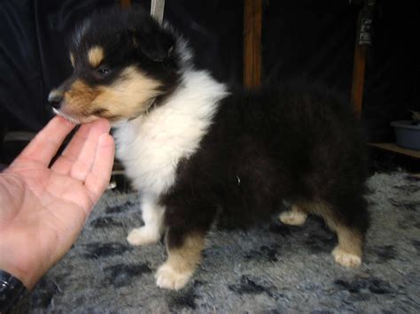 Pups for sale, Dogs for sale | View All Puppies | Pedigreedogs.ie