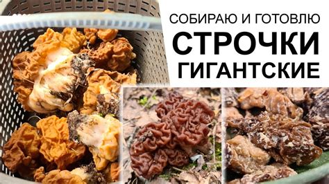 СТРОЧОК ГИГАНТСКИЙ: где собирать, как приготовить БЕЗОПАСНО! Строчки ...