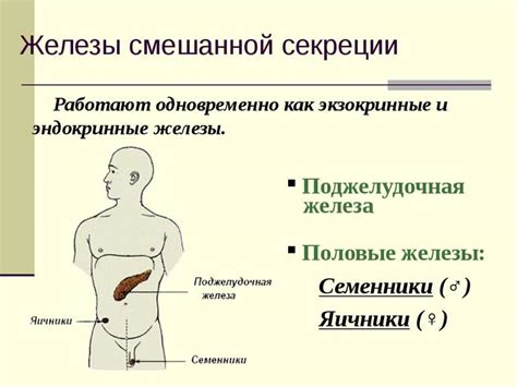 Желези - презентація з біології