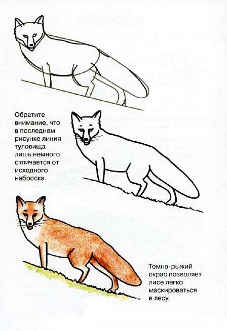 Рисуем животных