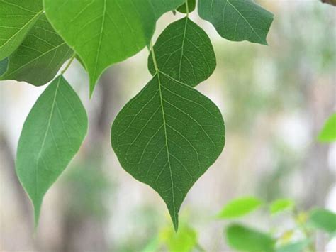 file la cay vector mien phi link google drive