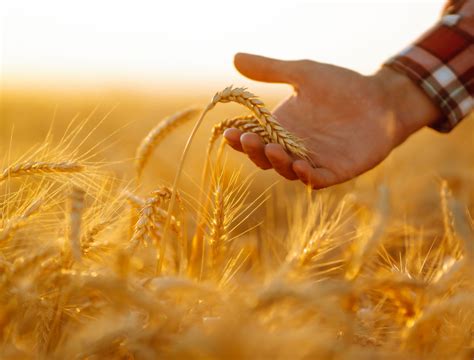 minecraft how to plant wheat 1