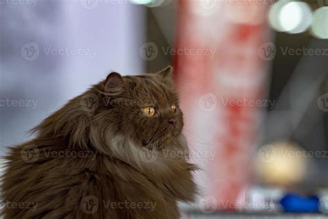Siberian cat portrait 17308969 Stock Photo at Vecteezy