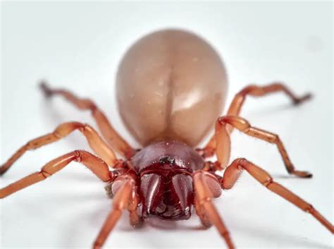 5 Popular Types of Poisonous Spiders in PA (Pennsylvania)