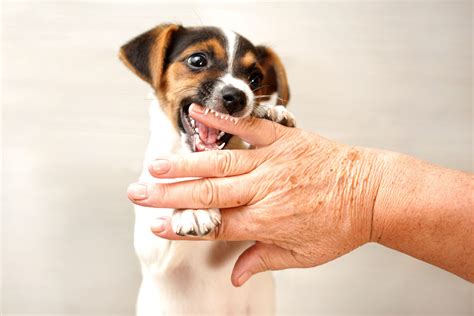 When do puppies lose their baby teeth? | DoggyAdvice
