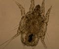 Dermatology questions in horses Flashcards | Quizlet