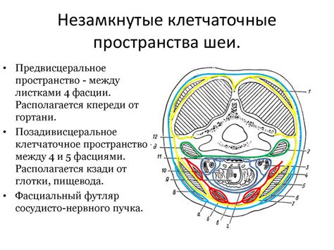 Хирургическая анатомия позвоночника и шеи - презентация онлайн