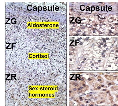 adrenal gland function    adrenal glands