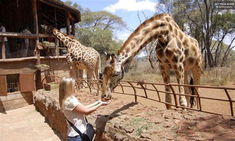 Giraffe Centre Nairobi Kenya | Kenya Safaris Tours | Kenya Tours