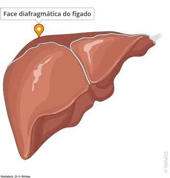 Na Face Diafragmática Do Fígado Podemos Observar - Face diafragmática do fígado - e-Anatomy - IMAIOS
