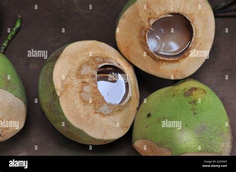 Coconut, Coconut water, Group of coconuts, Tasty tropical fruit, Fly ...