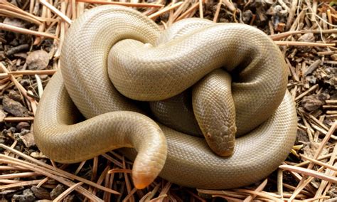 Would You Cuddle a Snake? Meet the 10 Friendliest Snakes in North ...