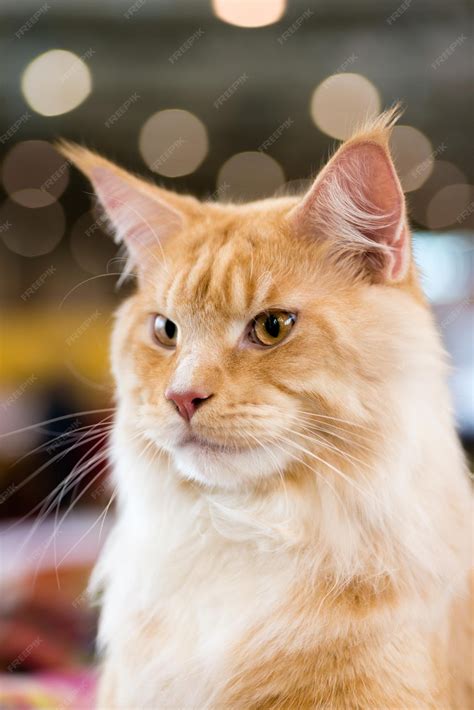 Premium Photo | Redwhite tabby maine coon cat