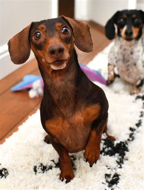 「wiener dogs」おしゃれまとめの人気アイデア｜Pinterest｜Becky Scully