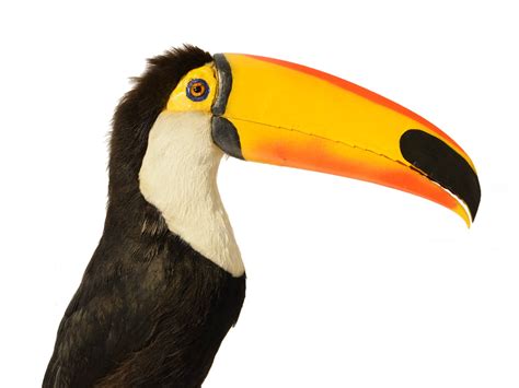Toucan empaillé - Taxidermie vers 1850 | Paul Bert Serpette
