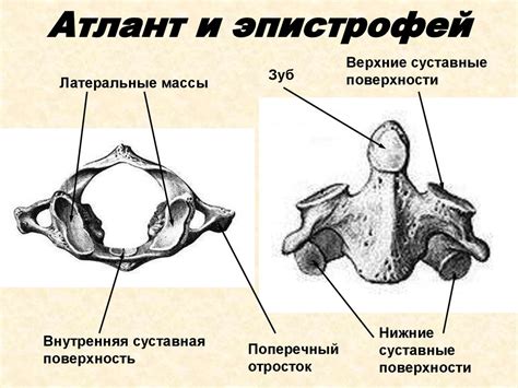 Скелет туловища - презентация онлайн