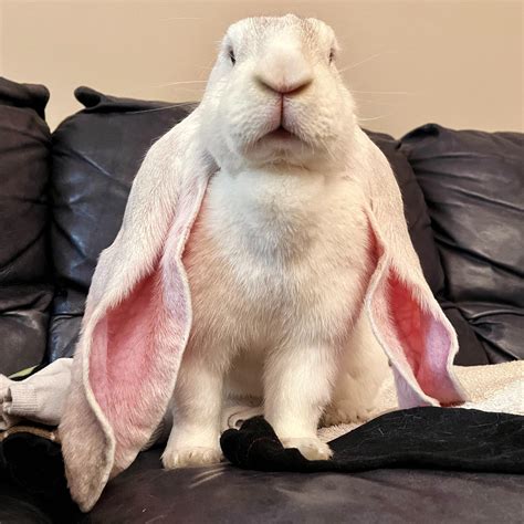 169 best Rabbit Season images on Pholder | Rabbits, Hunting and Pics