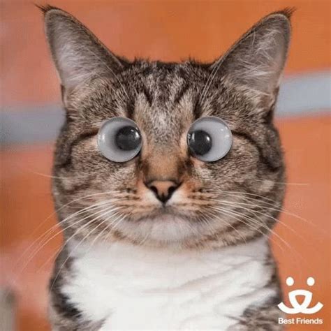 Eyes Funny GIF - Eyes Funny Cat - Discover & Share GIFs | Funny cats ...