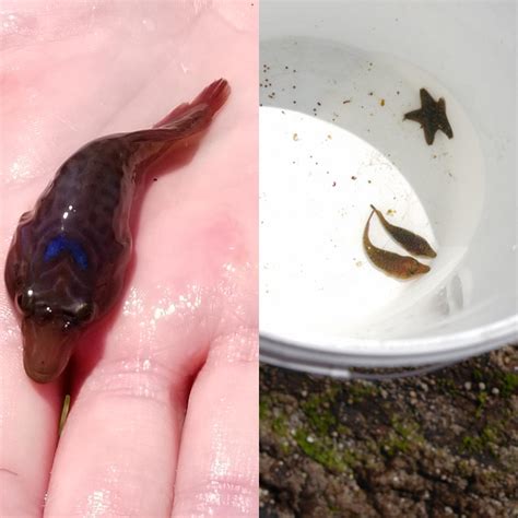 ID this little sucker fish. Atlantic, has a wide mouth and can attach