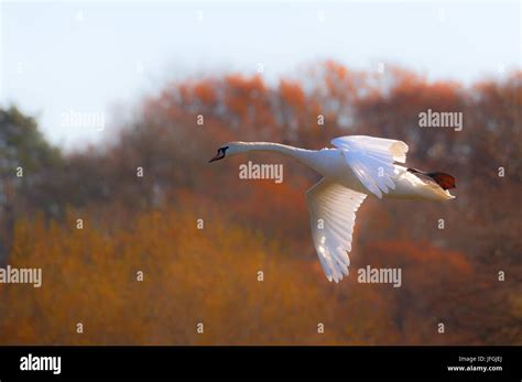 swan flying  sky  res stock photography  images alamy