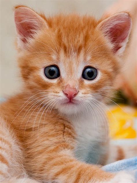 Cute Kitten Orange - Anna Blog